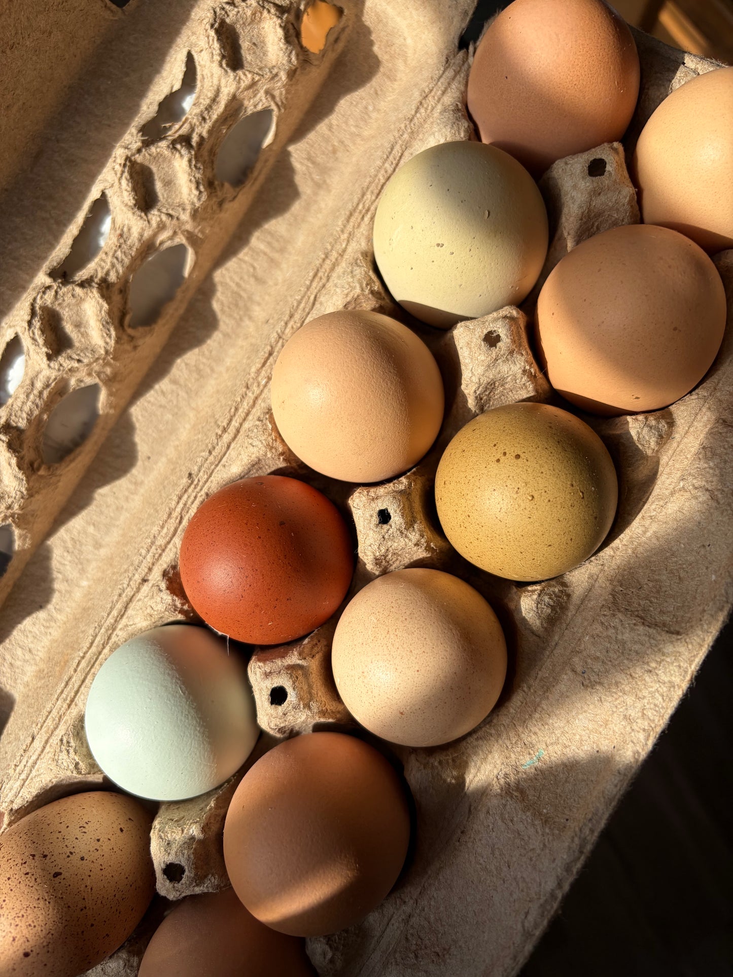 1 Dozen Farm-Fresh Eggs