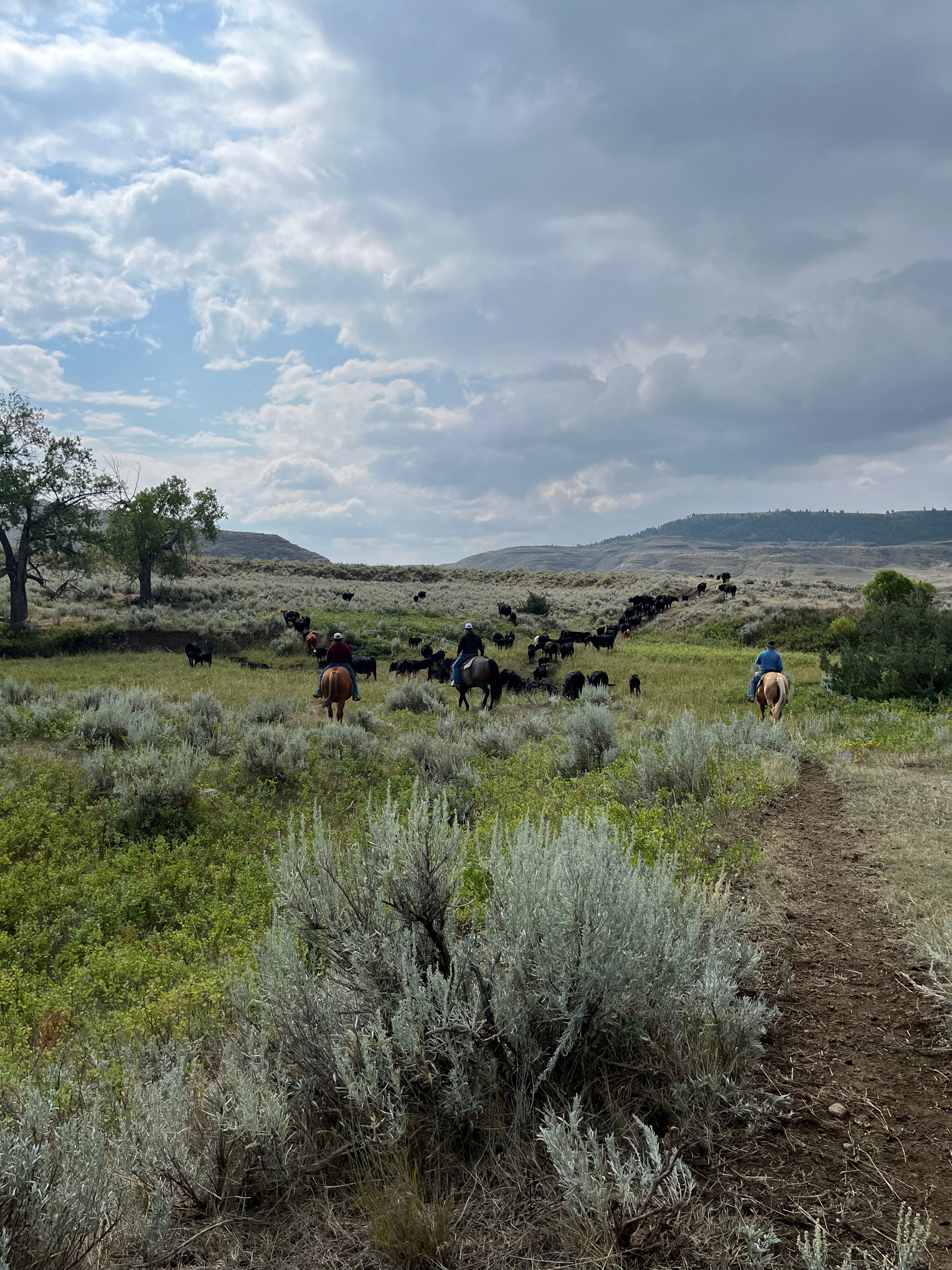 How to buy beef directly from a ranch – Darlington Ranch Co.
