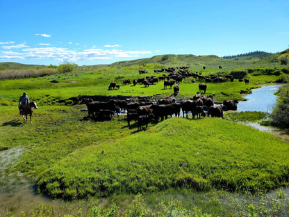 Monthly Beef Boxes